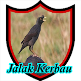 Master Kicau Jalak Kerbau icon