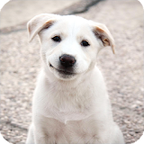 Labrador Dog Wallpaper icon