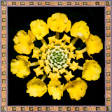 Lantana Flowers Onet Game icon