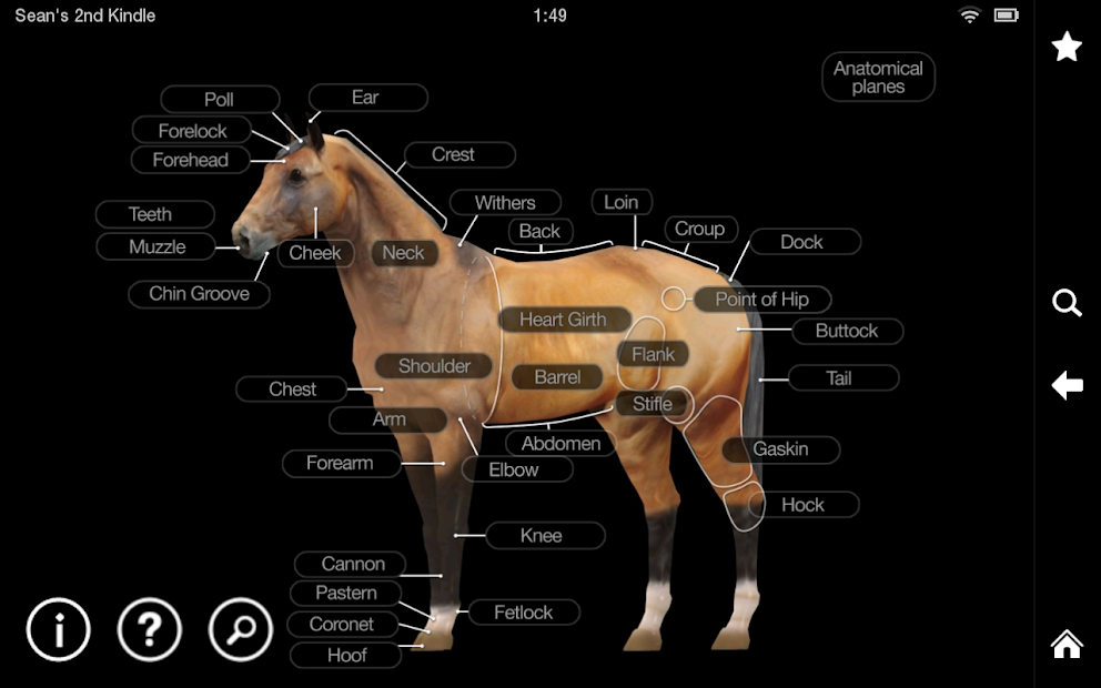 Screenshot 12 Horse Anatomy: Equine 3D android
