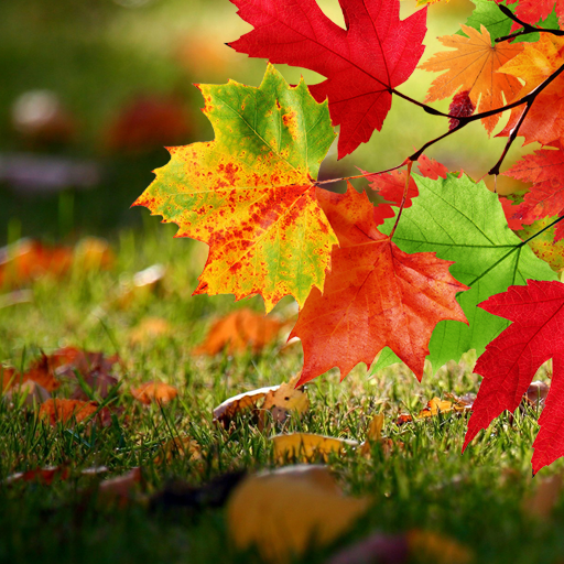 Autumn Live Wallpaper 1.0.8 Icon