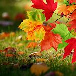 Cover Image of 下载 Autumn Live Wallpaper  APK
