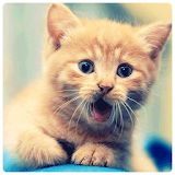 Friend Cat Wallpapers icon