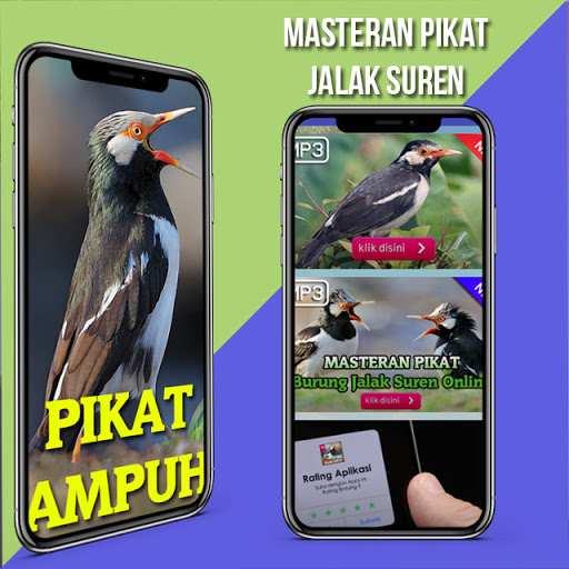Kicau Jalak Suren Gacor Ampuh Screen 2
