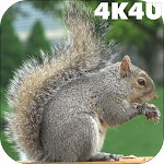 Cover Image of Tải xuống 4K Park Squirrel Video Live Wallpaper 2.04 APK