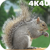 4K Park Squirrel Video Live Wallpaper icon