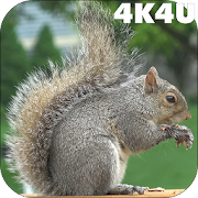 Top 50 Personalization Apps Like 4K Park Squirrel Video Live Wallpaper - Best Alternatives