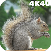 4K Park Squirrel Video Live Wallpaper
