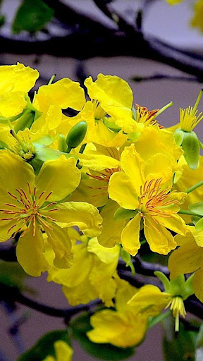 Mai Flower Live Wallpaper Screen 2