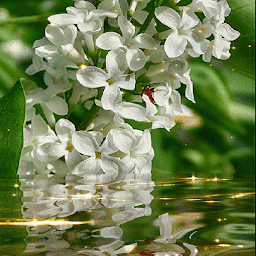 Icon image White Magic Flowers LWP