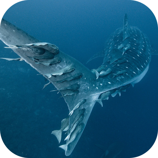 Whale Shark. Wallpapers  Icon