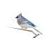 BirdNET: Bird sound identification1.85