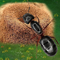Подземное царство муравьев