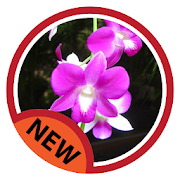 orchid cultivation