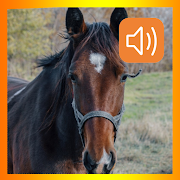 Horse sounds app  Icon