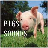 Pigs Sounds icon
