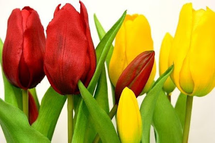 Imágen 5 Tulipanes de Colores Fondos, I android