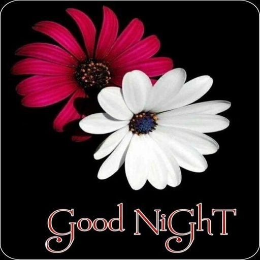 Download APK Good Night Flowers & Roses Latest Version