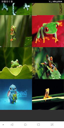Frog Wallpaper Offline Best Wallpapers