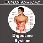 Top 18 Medical Apps Like Digestive System - Best Alternatives