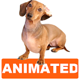 Dachshund Dog Live Wallpaper icon