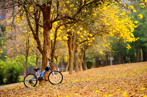 Giant Bicycle Wallpapers Screen 2