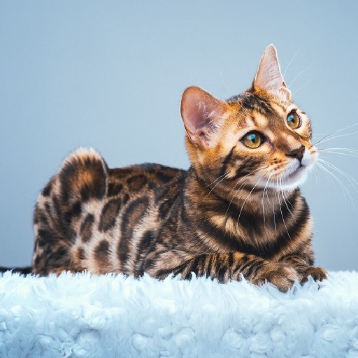 Bengal Cat logo