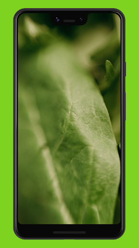 Green Wallpapers & Backgrounds Screen 3