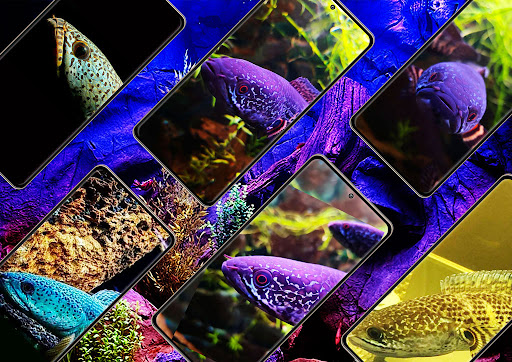 Channa Fish Wallpaper Screen 3