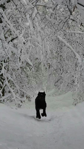Cane Corso Wallpapers Screen 3