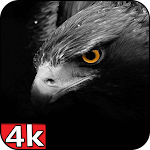 Cover Image of Tải xuống Black Wallpaper Full HD 4k 1.0 APK