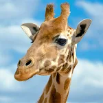 Cover Image of Download Giraffes Wallpapers  APK