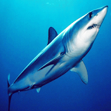 Sharks of the World 2 FREE icon