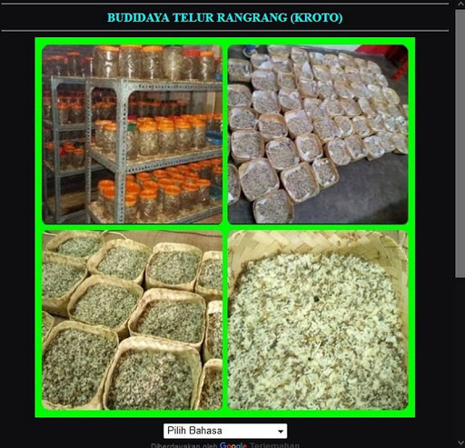 Cultivating Rangrang ant eggs