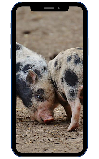 Mini Pig Wallpapers Screenshot 4 - AppWisp.com