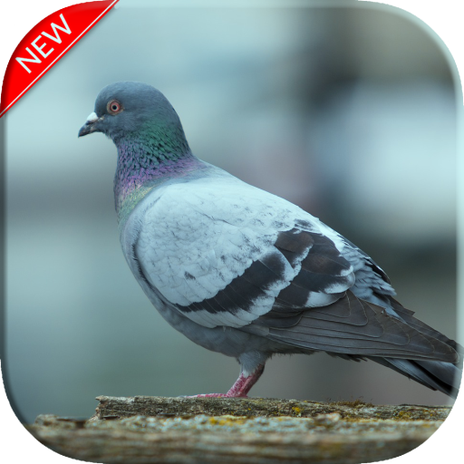 Pigeon Wallpapers  Icon