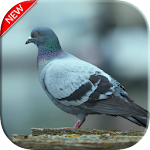 Cover Image of Unduh Pigeon Wallpapers  APK