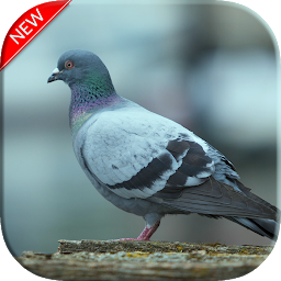 Icon image Pigeon Wallpapers