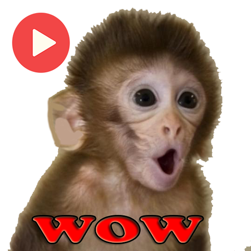 Monos Memes Stickers Animated