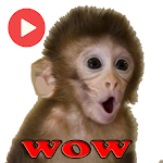 Cover Image of Download Monos Memes Stickers Animated  APK