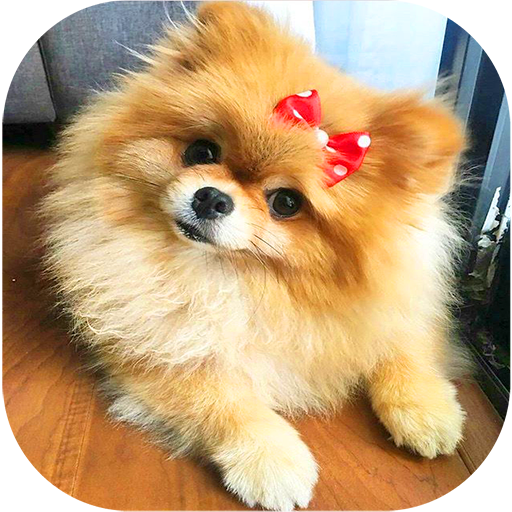 Pomeranian Dog Wallpapers HD