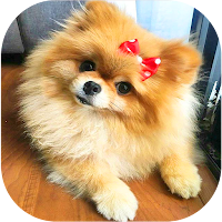 Pomeranian Dog Wallpapers HD