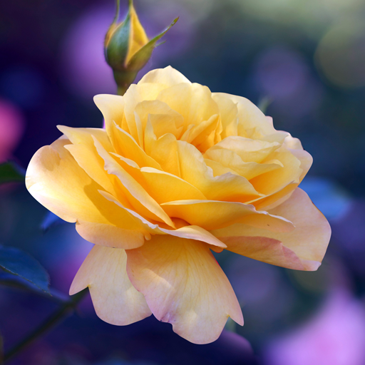 Roses Wallpaper logo