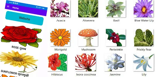 Flowers Name Apps On Google Play