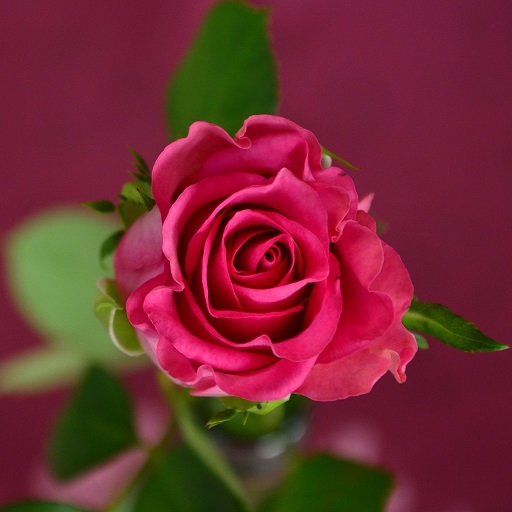 Flowers Wallpaper - Collection logo
