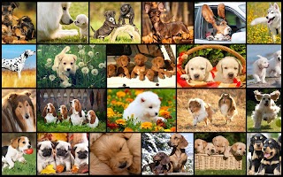 Dog Jigsaw Puzzle Family Games