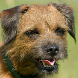 Border Terrier Wallpapers icon