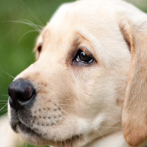 Puppy Wallpaper logo
