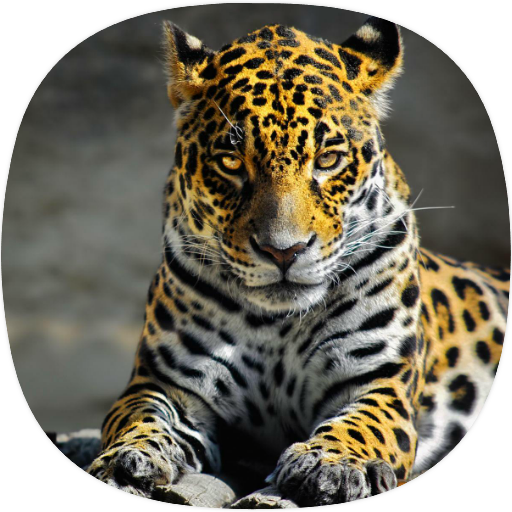 Jaguar Sounds logo