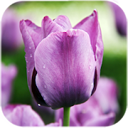 Purple Tulips Live Wallpaper  Icon